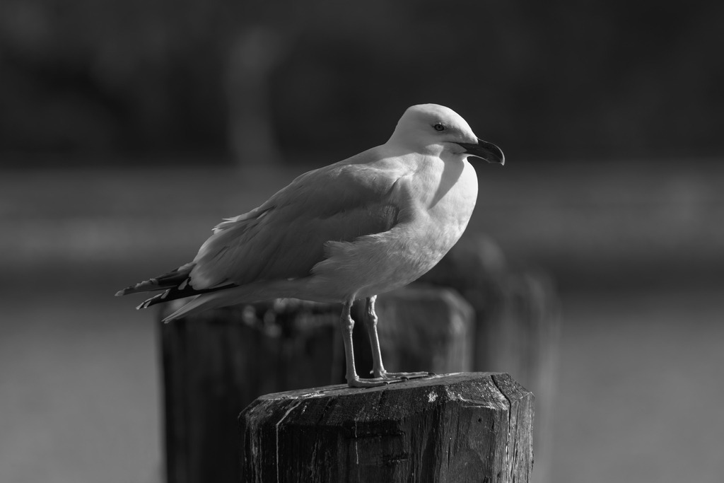 2025_04_16_TRAVEMUENDE_MCP8118 sw | Hochwertig gedruckte Fotografien für die Wand, als Kalender und zum Verschenken. Hamburg & Norddeutschland und überall wo ich mit der Kamera unterwegs war.
