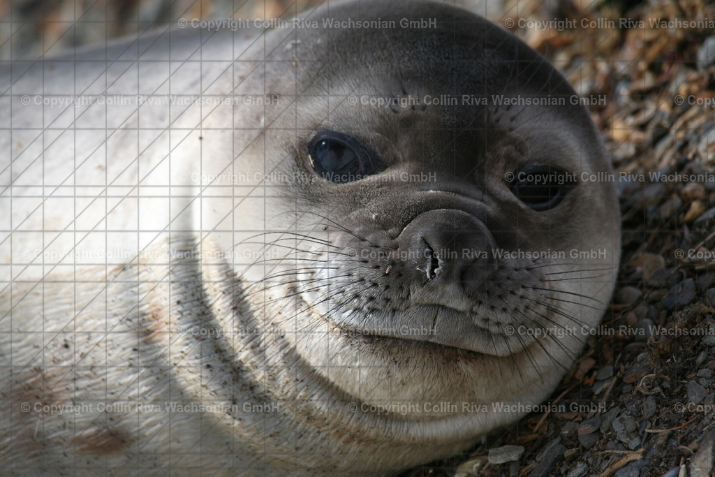 IMG_3377 | Antarktis / Antarctica - Realisiert mit Pictrs.com