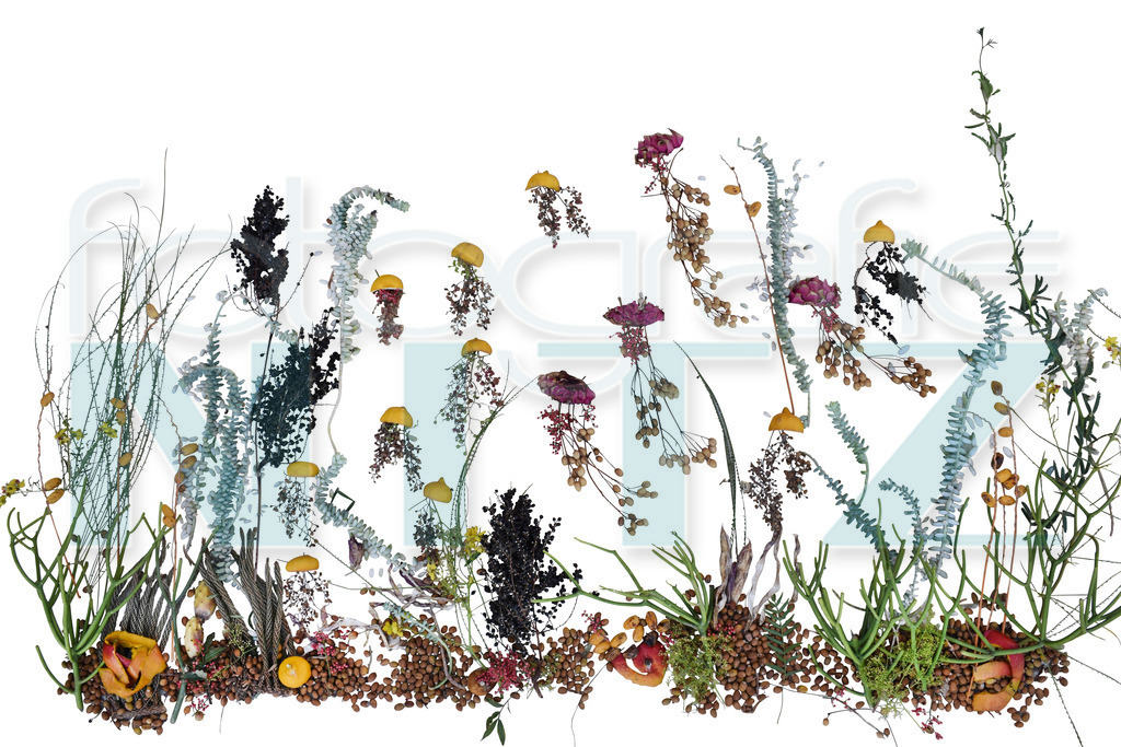 37 | Nitz Fotografie aus Montabaur bietet Ihnen hier die Möglichkeit Bilder auszusuchen und zu bestellen. 