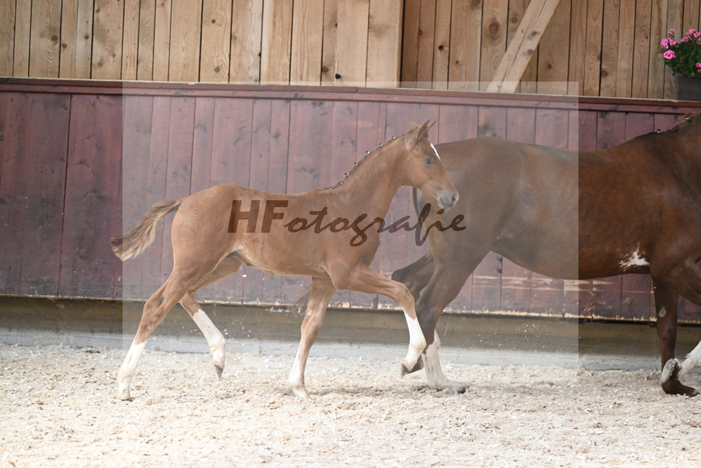 Kat-Nr. 17 HF Vitalis x Topas_Ritzel_32240605 | hf-fotografie - Realisiert mit Pictrs.com