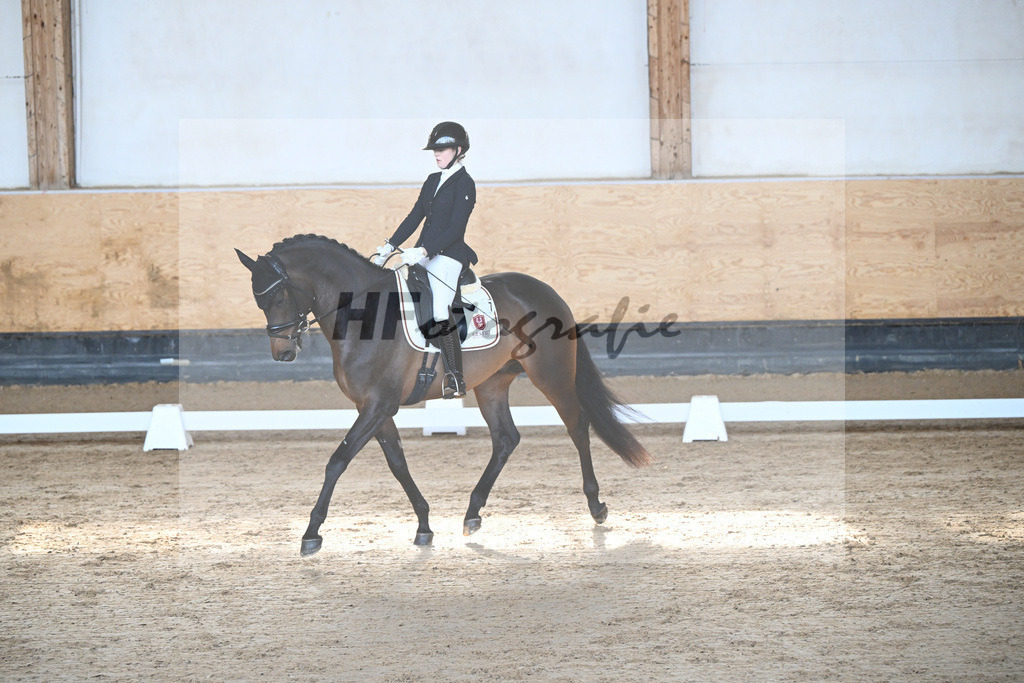Kat-Nr. 7 Lancelot v. Ivanhoe_Gehrmann_5240118 | hf-fotografie - Realizzato con Pictrs.com