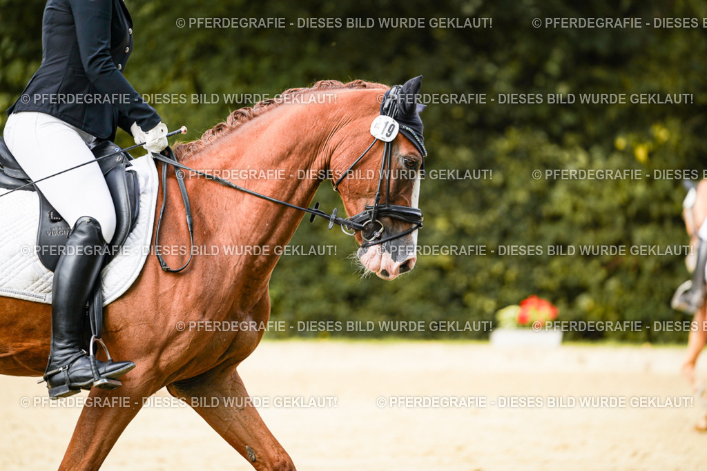 DSC03054 | Pferdegrafie