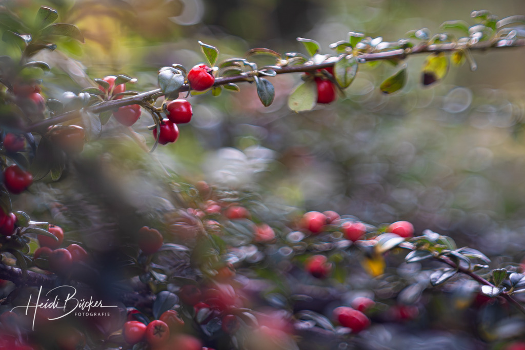 Zwergmispel Cotoneaster im Herbst | Die Zwergmispel Cotoneaster ist eine immergrüne Pflanze mit roten Früchten. - Realisiert mit Pictrs.com