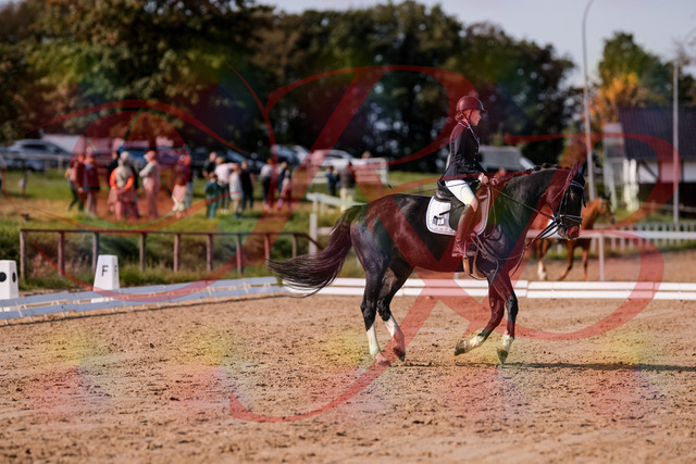 2026_10_03_Siefer-Hof_121556_Z81_17973938 | Professionelle Reitsport-, Turnier- und Eventfotografie von Robert Broda. Galerien mit ausgewählten und bearbeiteten Bildern direkt online ansehen und bestellen.