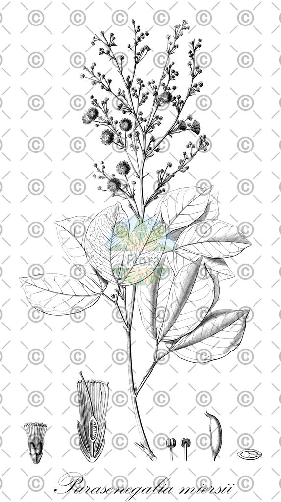 HistAbb_wfo-0001278756_1_ENZY_Simple | Historische Abbildung von Parasenegalia miersii - Fabaceae | Historical Illustration of Parasenegalia miersii - Fabaceae