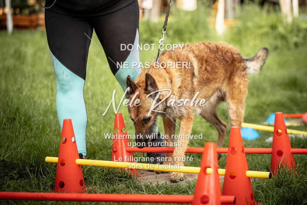 nelerasche_So-earlydog_70 | nelerasche