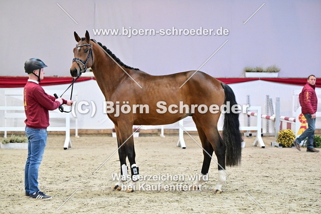 050_Dia Corrado - Kasanova de la Pomme_900_0962 | Björn Schroeder Pferdefotografie