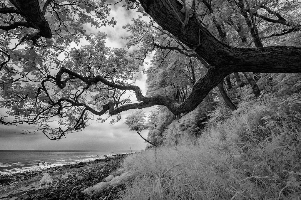 daenemark-2016-221 | Ostseeküste am Rand des Waldes Nørreskov an der Ostküste der Insel Als/Alsen in Dänemark - Realisiert mit Pictrs.com