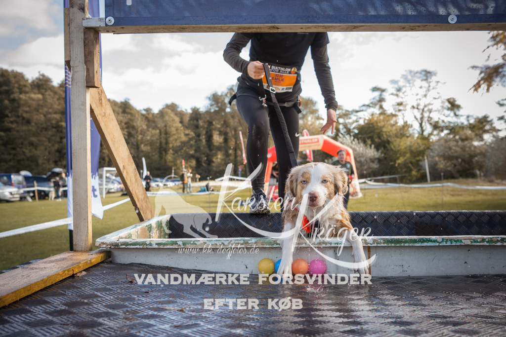 1308_ZZ99346-2 | kk-dogfotos