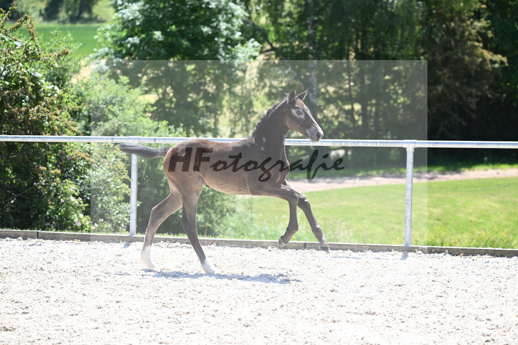 Kat-Nr. 16 SF Zinedine_Ruppert_16230504 | hf-fotografie - Realisiert mit Pictrs.com