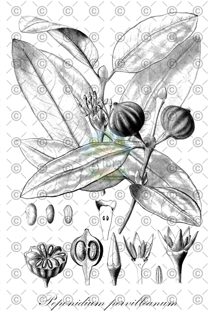 HistAbb_wfo-0000396403_1_ENZY_Simple | Historische Abbildung von Peponidium pervilleanum - Rubiaceae | Historical Illustration of Peponidium pervilleanum - Rubiaceae