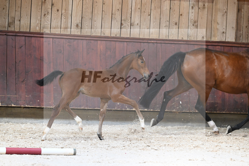 Kat-Nr. 28 HF Balou Star x Cassilano_Liebhaber_32240567 | hf-fotografie - Realisiert mit Pictrs.com