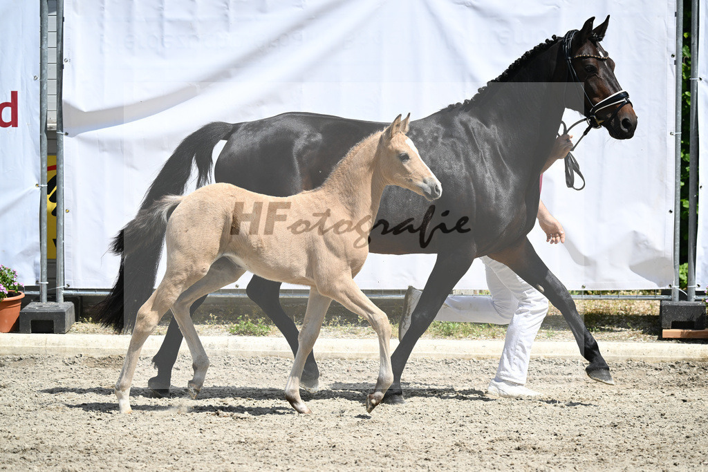 Kat-Nr. 41 SF Dancing Snowflake AT_Albrecht_12231085 | hf-fotografie - Realizzato con Pictrs.com