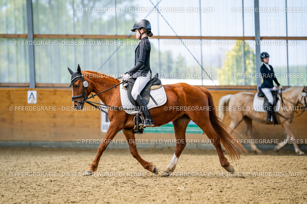 DSC03631 | Pferdegrafie