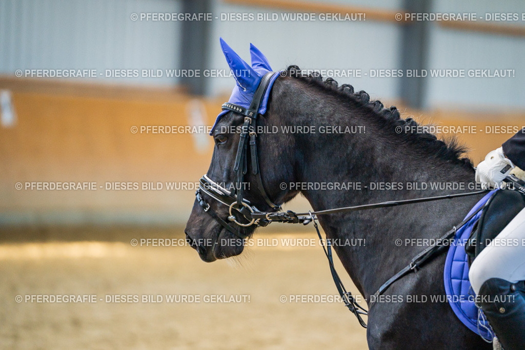 DSC01212 | Pferdegrafie