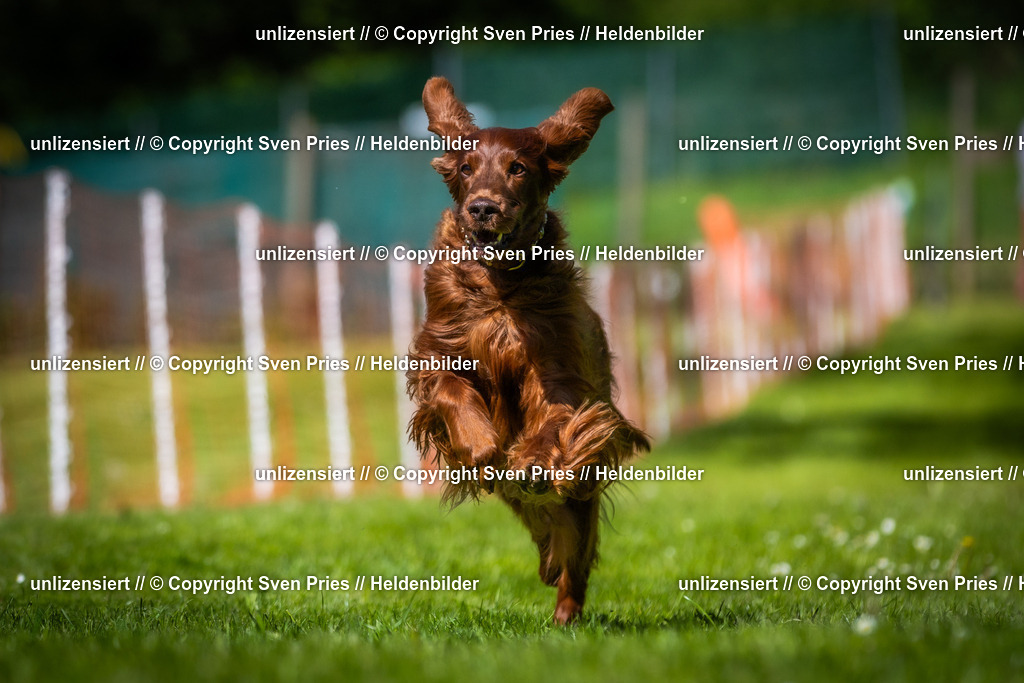 Hunderennen_April_2026_638 | 2026-04-26 - Hunderennen Baden-Oos April 2026 - Realisiert mit Pictrs.com