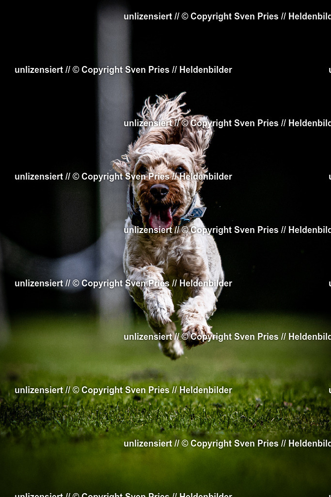 Sven Pries | 2025-10-03 - Hunderennen Obergrombach - Realisiert mit Pictrs.com