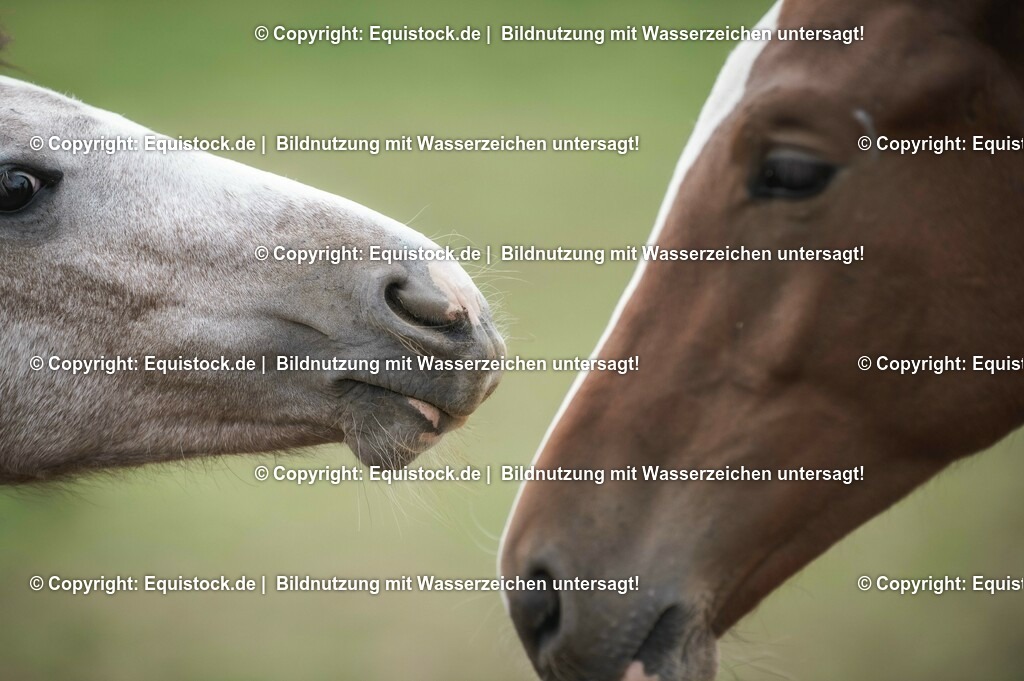 20201005_Fohlen_0066 | equistock