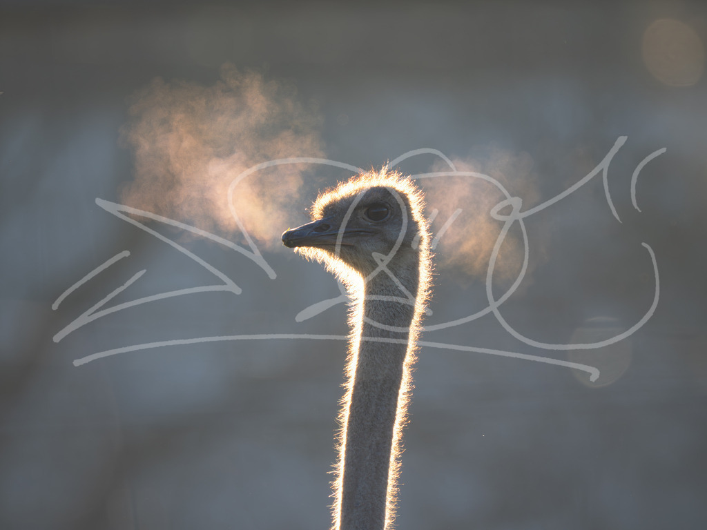 Strauß Atem | Naturschönheiten aus Deutschland. Pflanzen und Tiere, Insekten und Naturschauspiele. Alle schönen Details, die uns umgeben, fotografiert von Michi Moc.  - Realisiert mit Pictrs.com