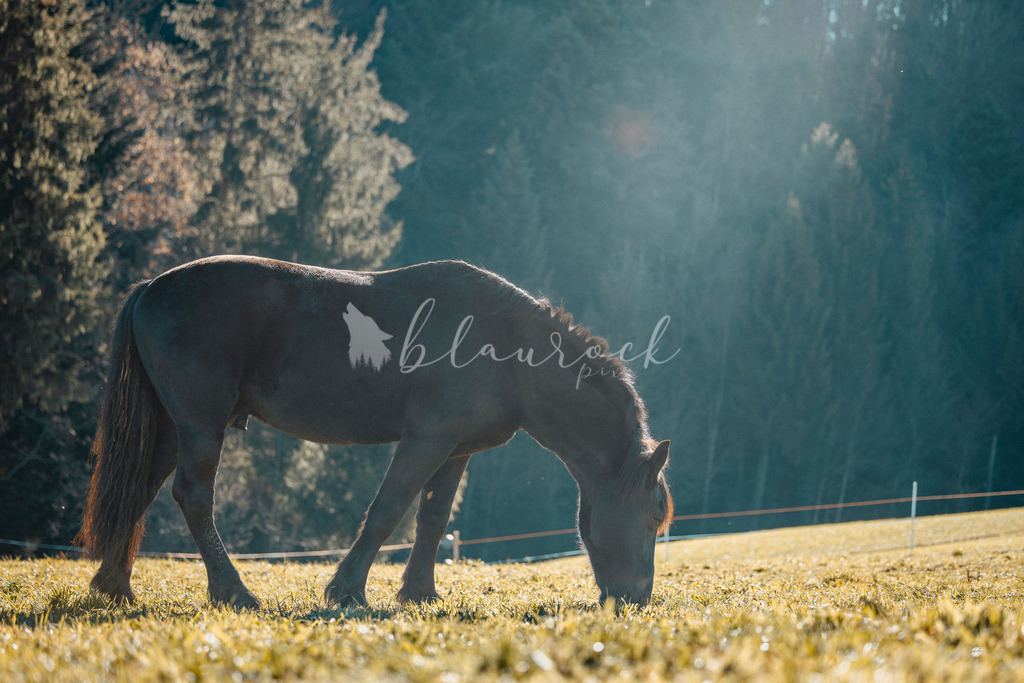 701A6079 | Sportbilder, Sportfotograf, Hochzeits- und Eventfotografin, Flugshows, Portraits und Tiershooting, Aviation, Downhill, Nationalleague, Swissleague, International