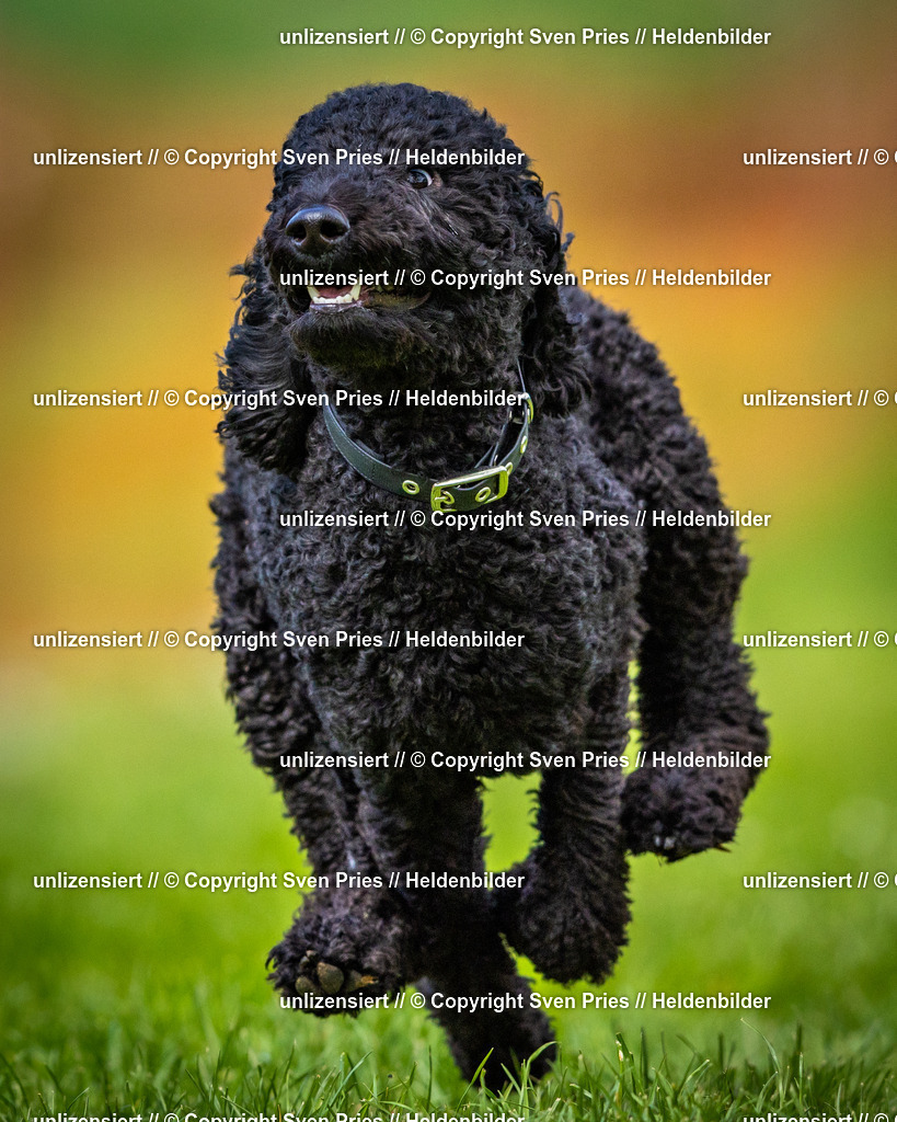 Sven Pries | 2025-04-13 - Hunderennen Baden-Baden - Realisiert mit Pictrs.com