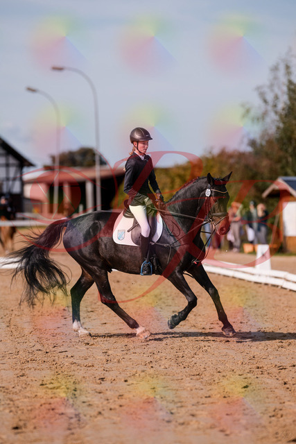 2026_10_03_Siefer-Hof_115748_Z81_98662008 | Professionelle Reitsport-, Turnier- und Eventfotografie von Robert Broda. Galerien mit ausgewählten und bearbeiteten Bildern direkt online ansehen und bestellen.
