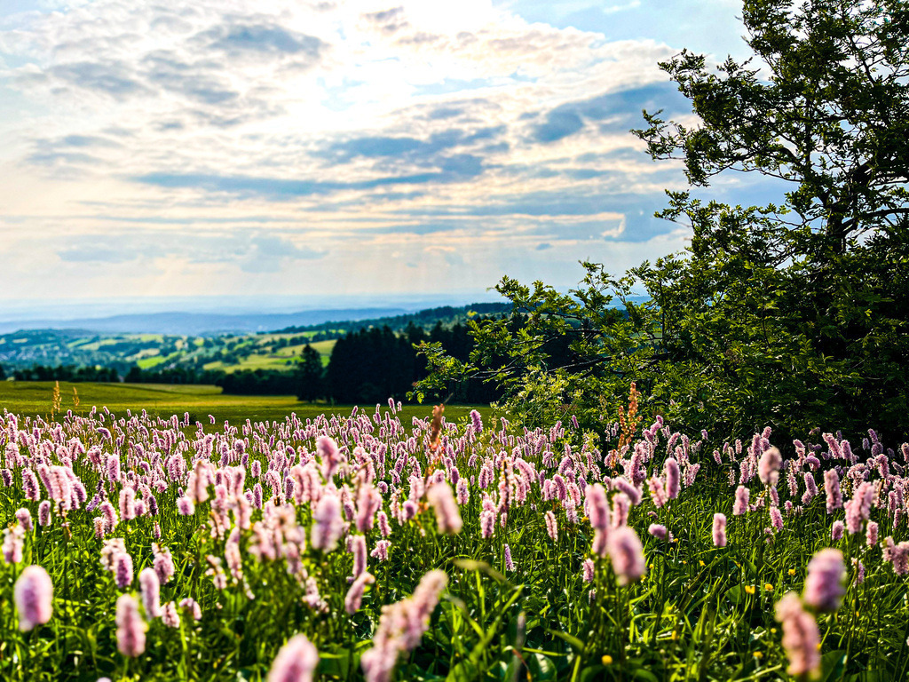 Schlangen in Schotten | Auf dem Hoherodskopf lässt sich zurzeit neben traumhaften Ausblicken auch ein Meer aus Schlangen erleben. Die rosafarbenen Lebewesen gehören allerdings der Familie der Knöteriche an. Lediglich ihr Wurzelstock windet sich schlangenartig durch die Erde. - Realisiert mit Pictrs.com