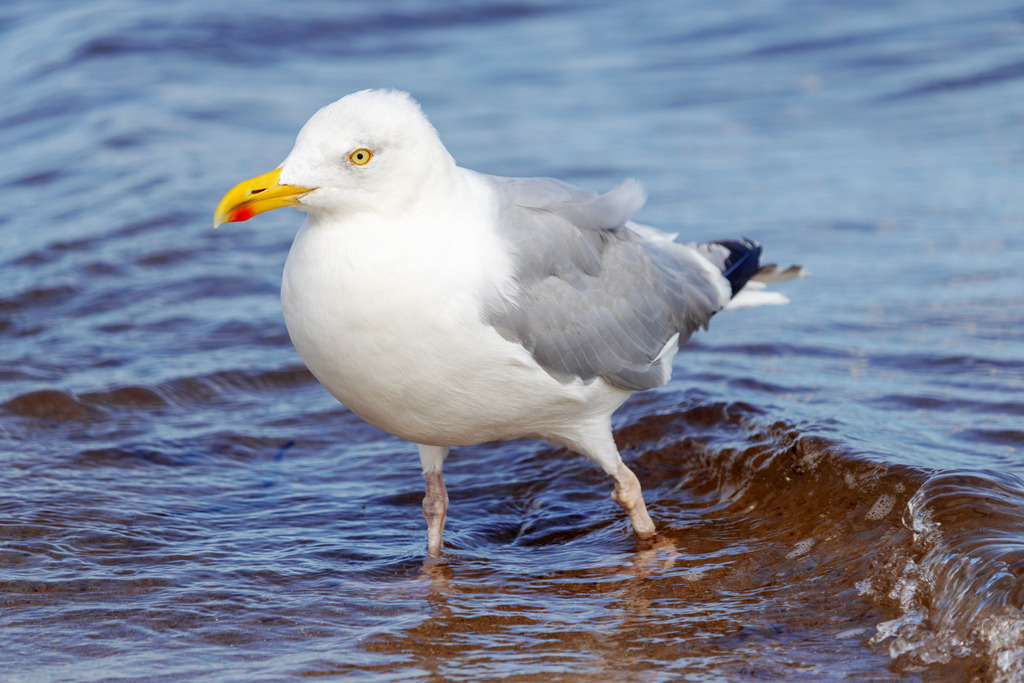 Wandbild: Möwe am Strand in Weidefeld | Dieses beeindruckende Wandbild im Querformat fängt eine Möwe beim Spaziergang am Weidefelder Strand ein. Ihre Füße befinden sich im flachen Wasser der Ostsee, während der Hintergrund von sanften Wellen und einer ruhigen Küstenszenerie geprägt ist. Ideal für Ihr Zuhause oder Büro, bringt dieses Bild eine entspannte und natürliche Küstenatmosphäre in jeden Raum. - Realisiert mit Pictrs.com