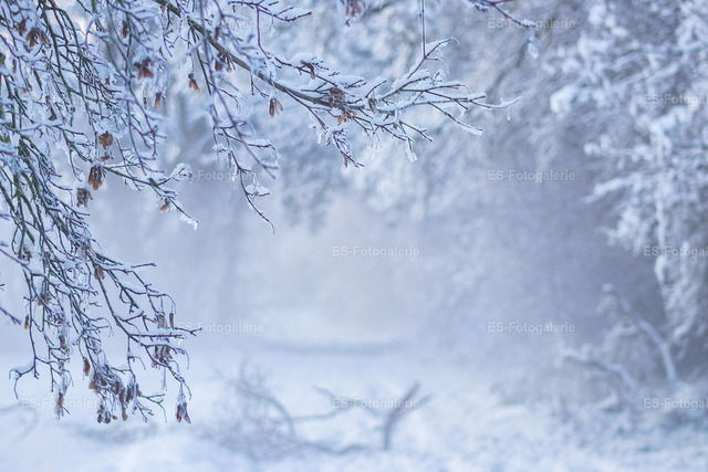 Winterlicher Waldweg am Morgen