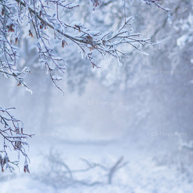 Winterlicher Waldweg am Morgen