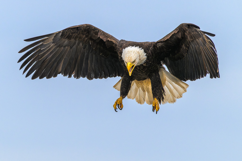 Alaska | Anchor Pont. Weißkopfseeadler am Strand. - Realisiert mit Pictrs.com