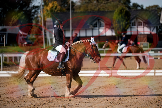 2026_10_03_Siefer-Hof_114134_Z63_22494505 | Professionelle Reitsport-, Turnier- und Eventfotografie von Robert Broda. Galerien mit ausgewählten und bearbeiteten Bildern direkt online ansehen und bestellen.