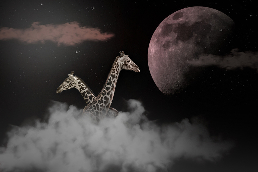 Giraffen im Mondlicht | Kenia | Premium-Wandbild von justsomewhere.com: Eine künstlerische Komposition aus Kenia mit Giraffen vor einem nächtlichen Himmel mit Mond, Sternen und Wolkenformationen. - Realisiert mit Pictrs.com