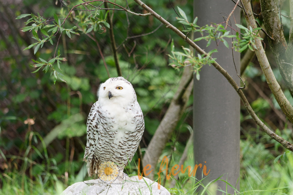 DSC_0152-NEF_DxO_PRIME | Dies ist der Shop von Florian Blum - le fleuri. Langenthal, Bern, Schweiz. Sie können hier meine oder ihre eigenen Fotos als Fotoprodukte kaufen. Tassen, Schlüsselanhänger, Taschen etc. können Sie hier gestalten.  - Realisiert mit Pictrs.com