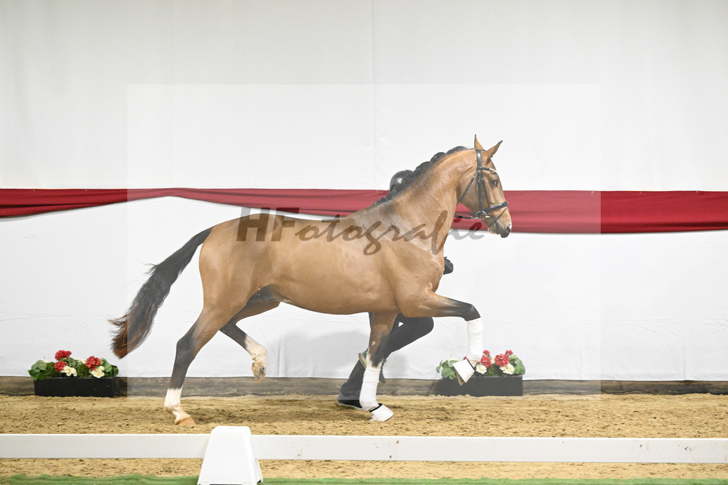 Kat-Nr. 20 v. Vaderland_Gestuet Pramwaldhof_63220567 | hf-fotografie - Realizzato con Pictrs.com