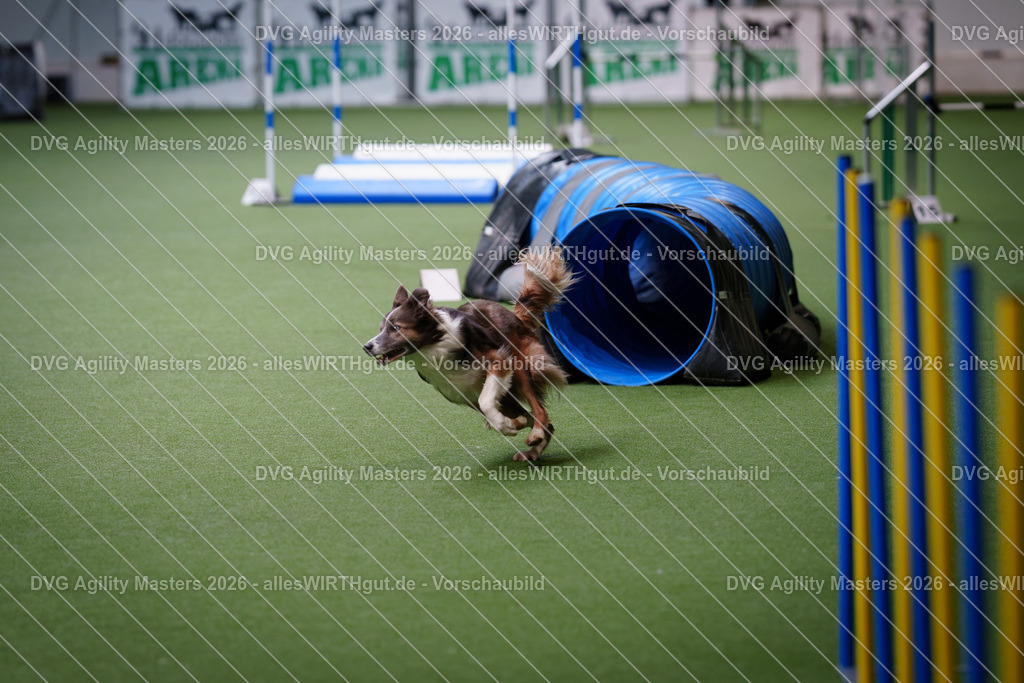 allesWIRTHgut_Tierfotografie-DVG_Agility_Masters_2026-10_55-7R500855 | Professionelle Tierfotografie in Mönchengladbach von Daniel Wirth (allesWIRTHgut). Liebevolle & natürliche Bilder von Hunden & Katzen für unvergessliche Erinnerungen.