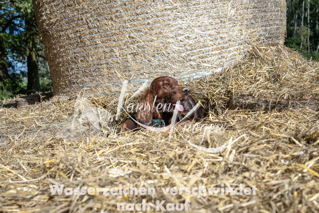 1205_ZZ90141-2 | kk-dogfotos