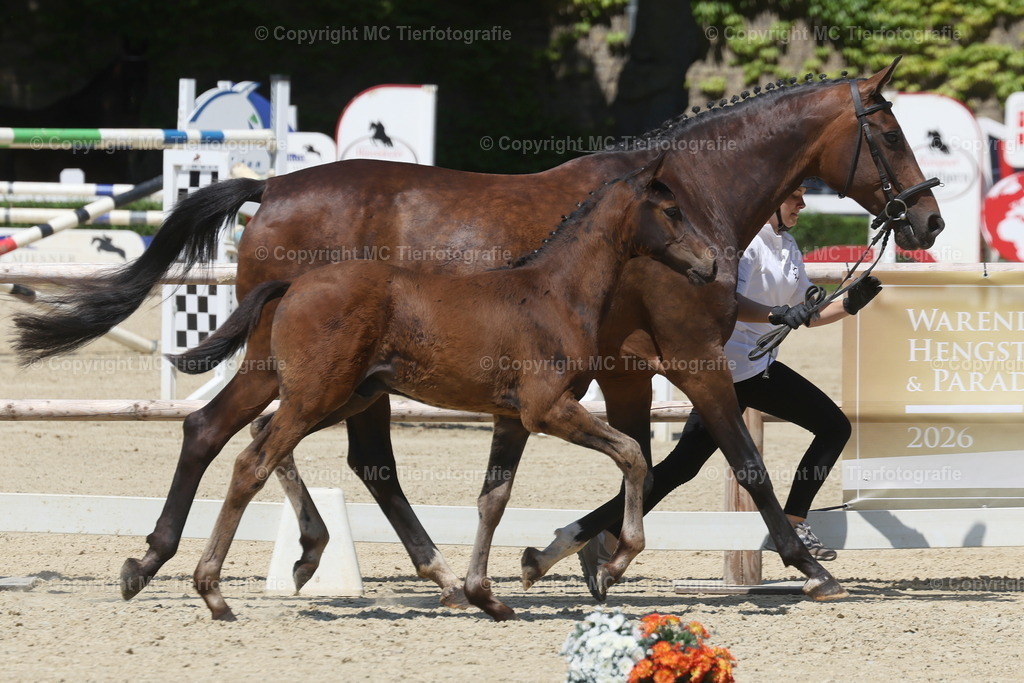FohlenFotot.Warendorf20.06.26MCTierf.9C8A9395B | Pferdefotos online bestellen - Realisiert mit Pictrs.com