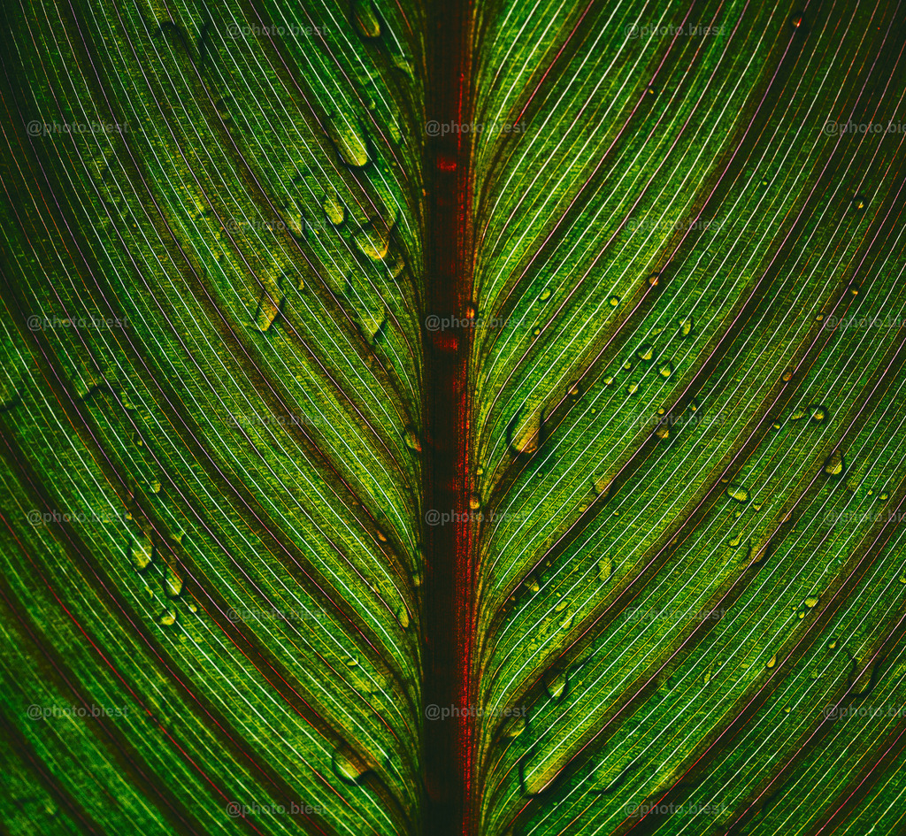 Lebensadern | Ein Blatt einer Pflanze im Botanischen Garten. - Realisiert mit Pictrs.com