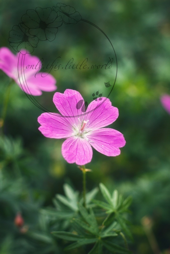 IMG_4063-01 | only.this.little.world - Realisiert mit Pictrs.com