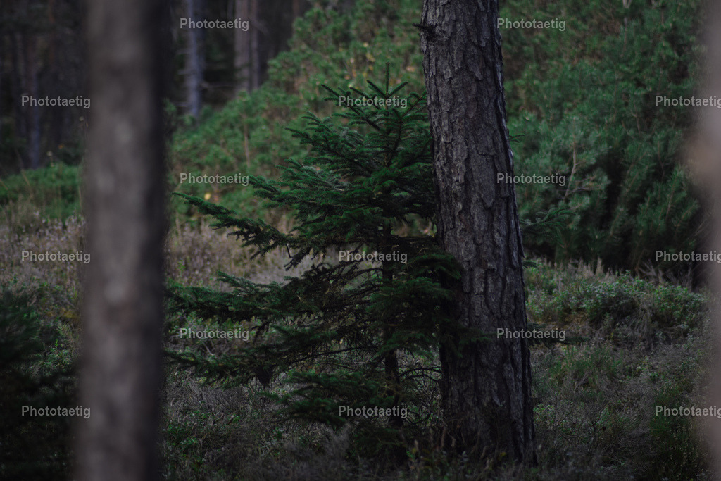 IMG_3731 | phototaetig