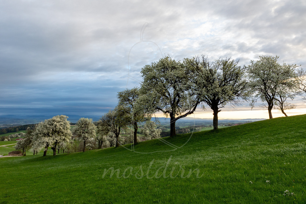 Birnbaumbluete_Mostviertel_2024_Mostdirn_Irmgard_Wieser-8013 | Ihre Fotografin im Lungau, ihre Fotografin im Mostviertel, Wandbilder Onlineshop, Imagefotos für Ihr Unternehmen,  - Realisiert mit Pictrs.com