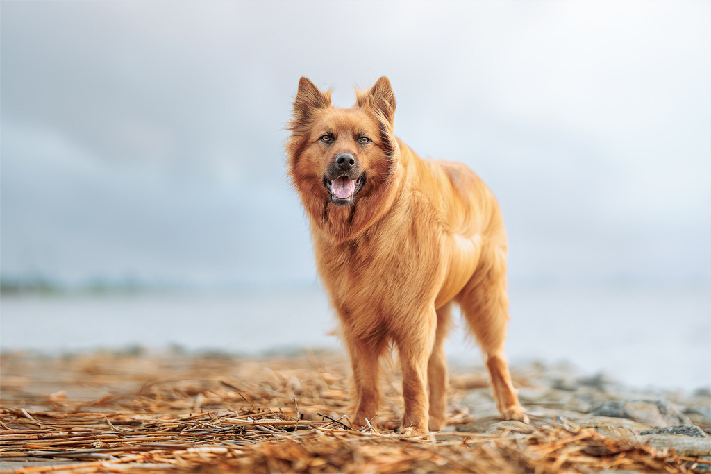 Nickbest-Hundefotografie Bremen Bremerhaven Deich - | Dein Hund! Dein Moment! Deine Erinnerungen! Hundefotografie in Bremen Blumenthal. Ich fange die besonderen Momente deines Vierbeiners ein – ob Indoor mit Blitzanlage oder in der freien Natur. Sicher dir dein Moment und dein Termin für eure Erinnerungen.