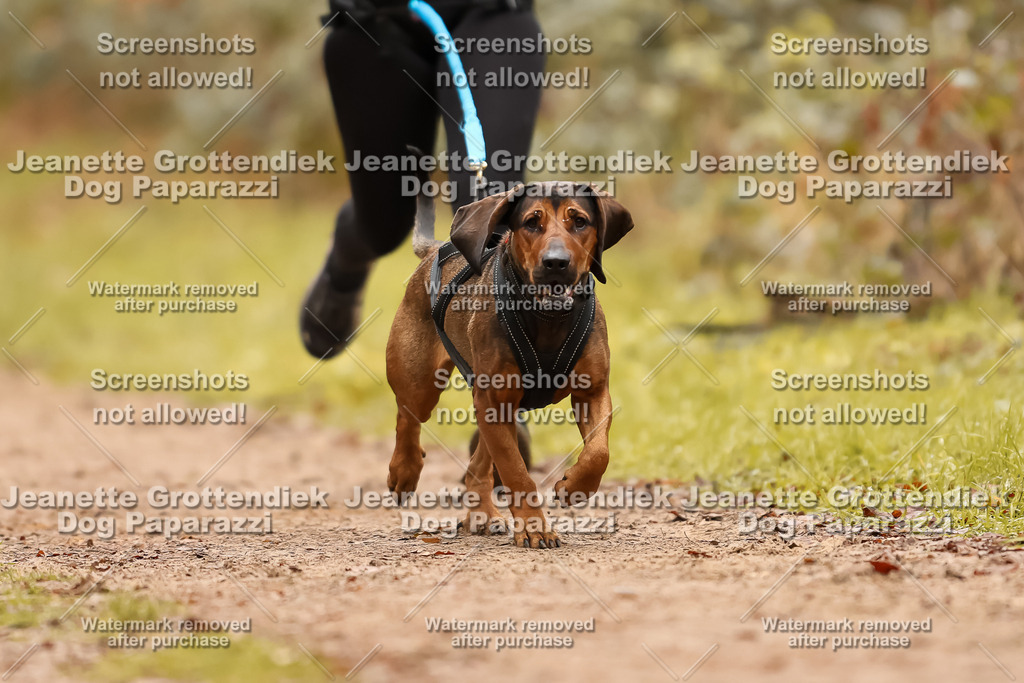 Dog Paparazzi - Speedhunter Mannheim  2025-181 | Dog Paparazzi Jeanette Grottendiek Fotografie & Videografie