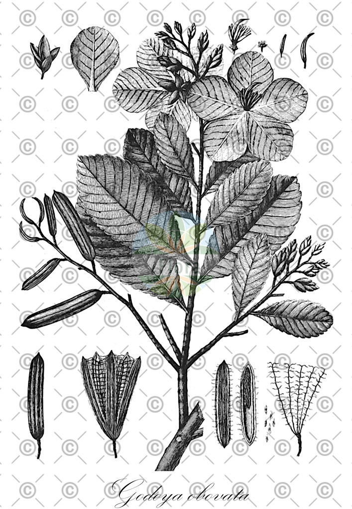 HistAbb_wfo-0000430828_1_ENZY_Simple | Historische Abbildung von Godoya obovata - Ochnaceae | Historical Illustration of Godoya obovata - Ochnaceae
