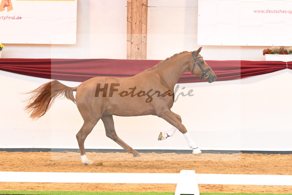 Kat-Nr. 18 v. Desperados_RIH Sportpferde GmbH_66220211 | hf-fotografie - Realisiert mit Pictrs.com