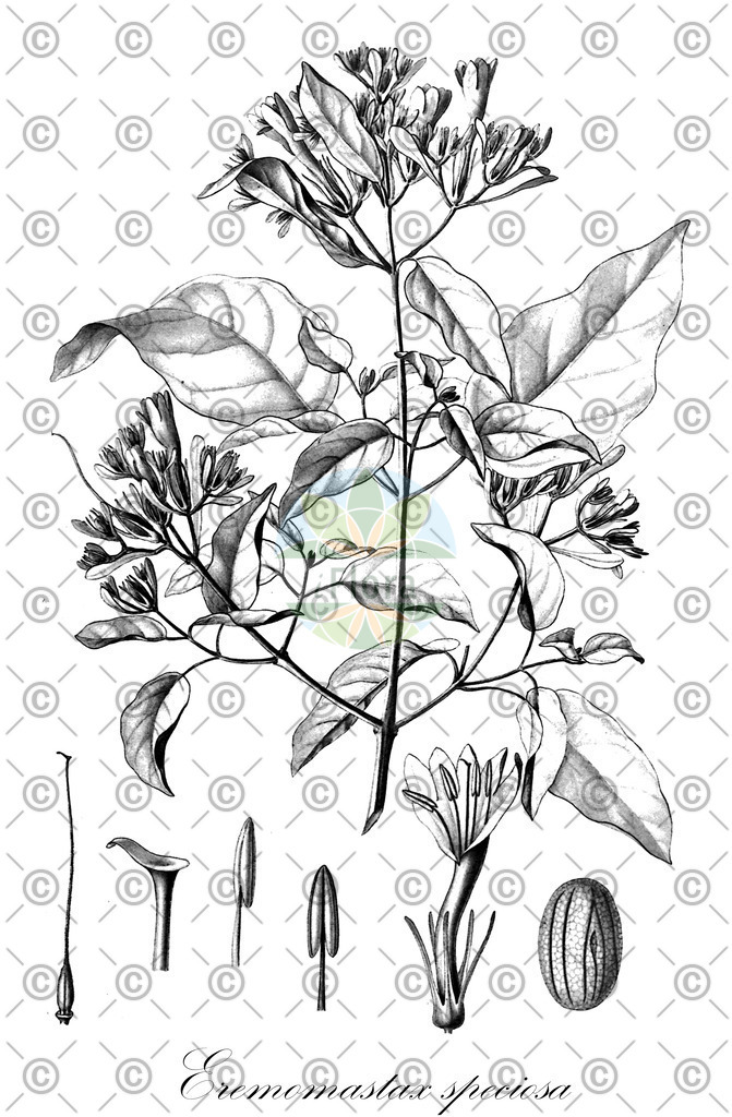 HistAbb_EMP_138632_2_FloraD_Simple | Historische Abbildung von Eremomastax speciosa - Acanthaceae | Historical Illustration of Eremomastax speciosa - Acanthaceae
