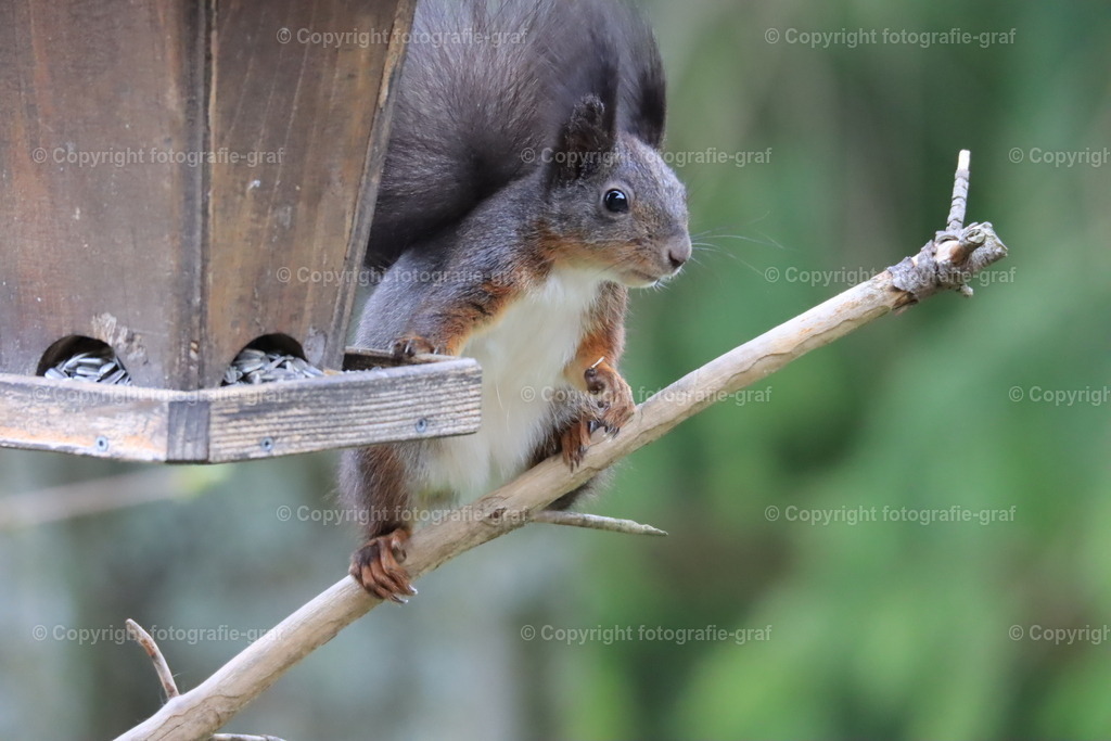 IMG_0141 | fotografie-graf - Realisiert mit Pictrs.com