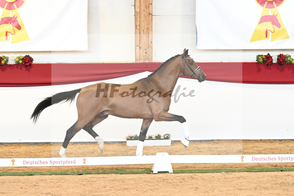 Kat-Nr. 58 Vitalis x Quaterback_Molcan_43230902 | hf-fotografie - Realisiert mit Pictrs.com