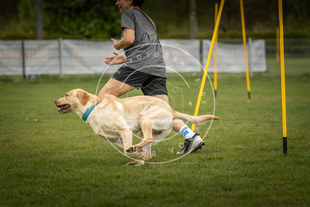 Pfotenfotografie_DV3A7982 | Hundefotografie, Tierfotograf, Pfotenfotografie, Fotoshooting Hund, Hunde Portrait, Hundesport, Hundeportraits, Heideshooting, Hunde, Sportfotograf, Hundefotograf, Turnierhundsport, THS,  - Realisiert mit Pictrs.com